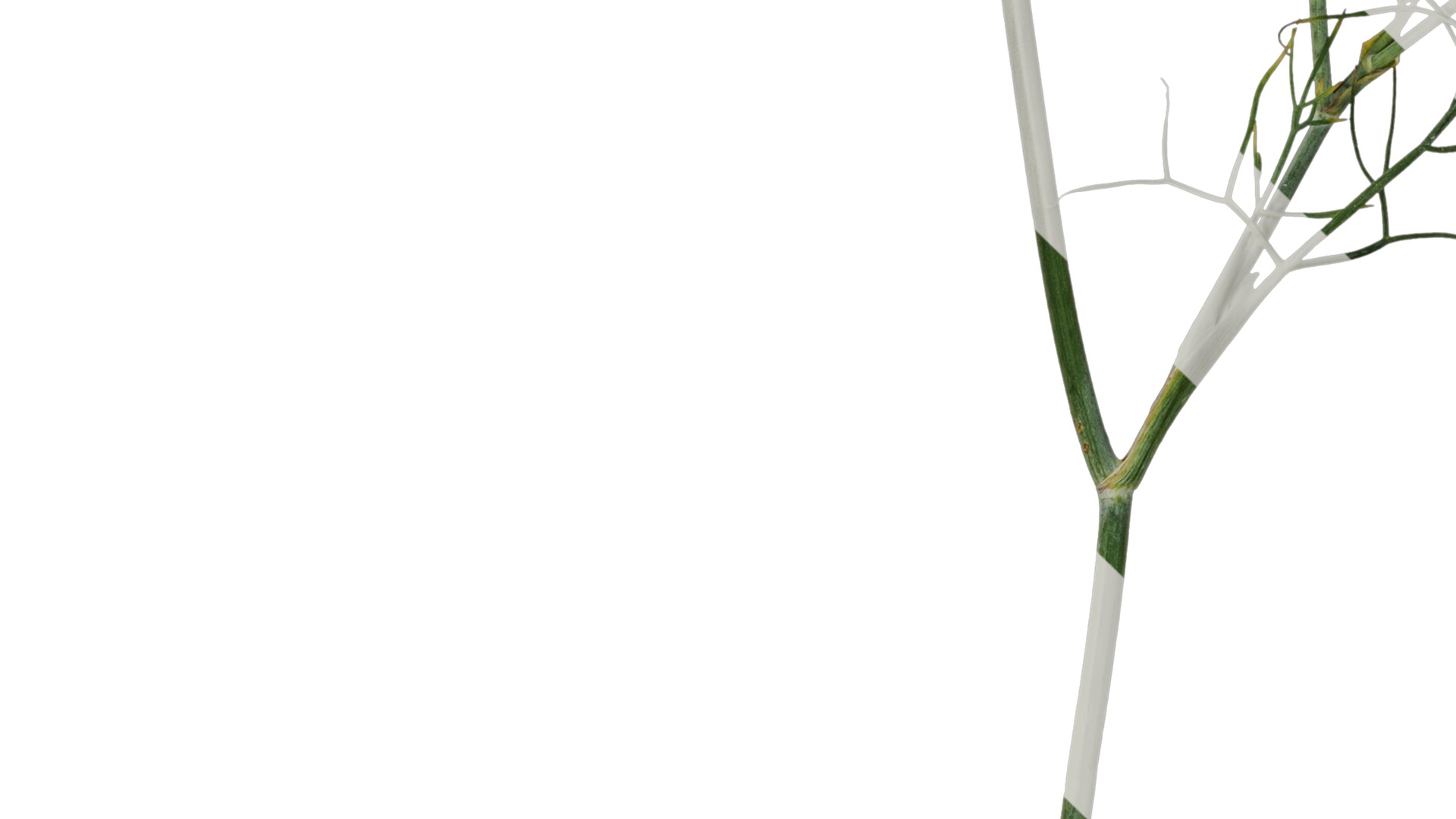 Anydrafts Foeniculum vulgare Atlas 08 Texture_4