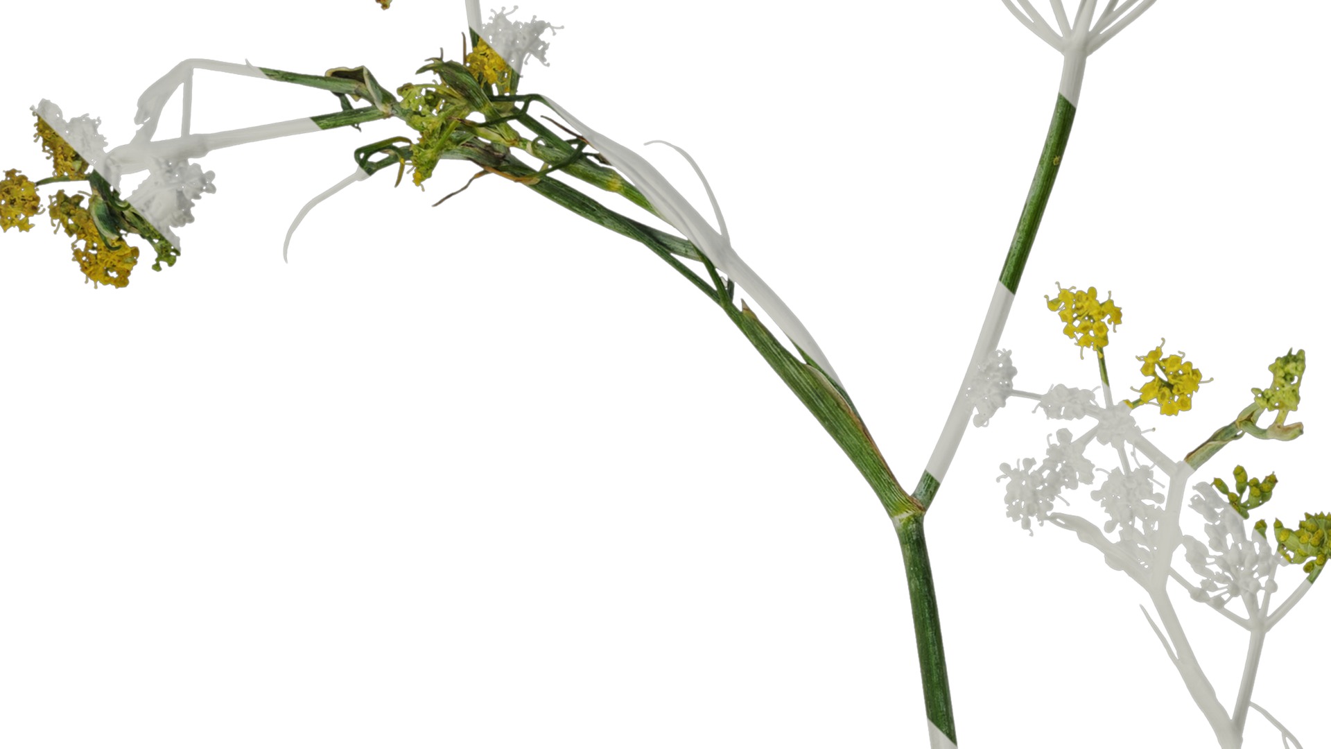 Anydrafts Foeniculum vulgare Atlas 08 Texture_2