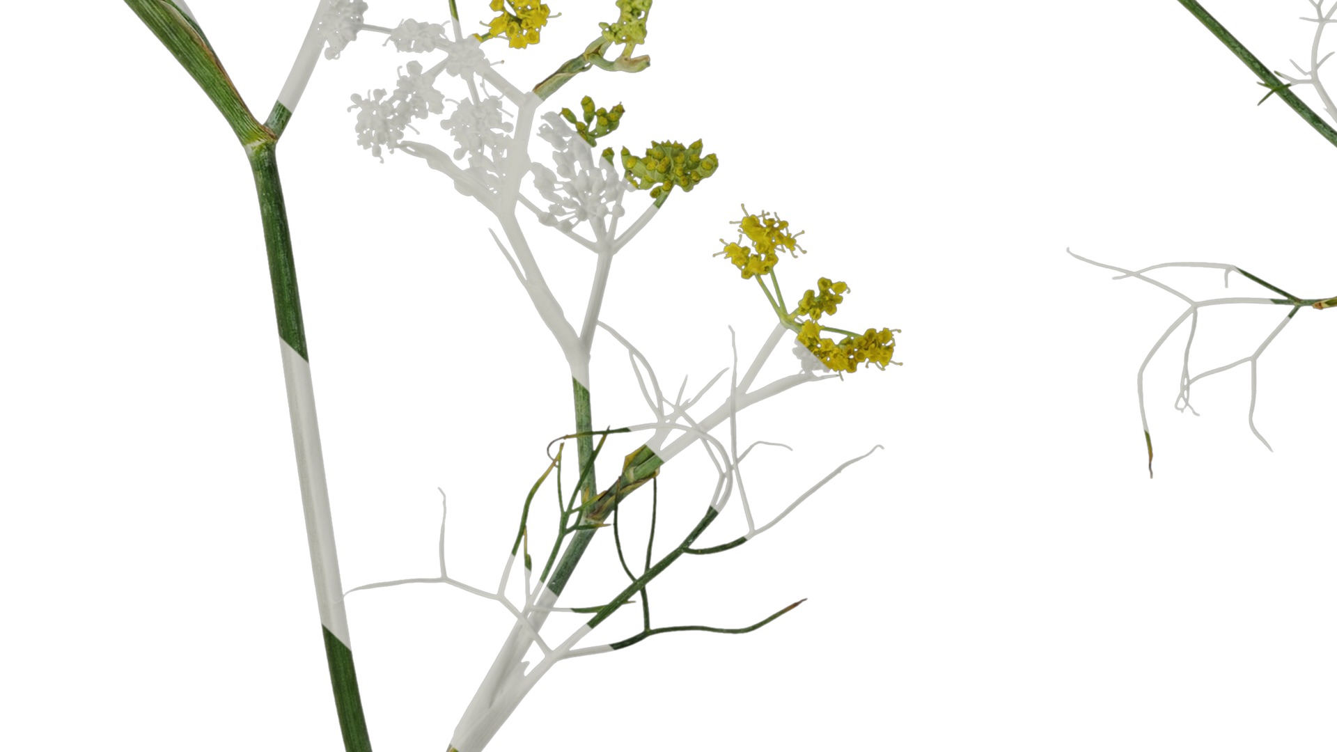 Anydrafts Foeniculum vulgare Atlas 08 Texture_6