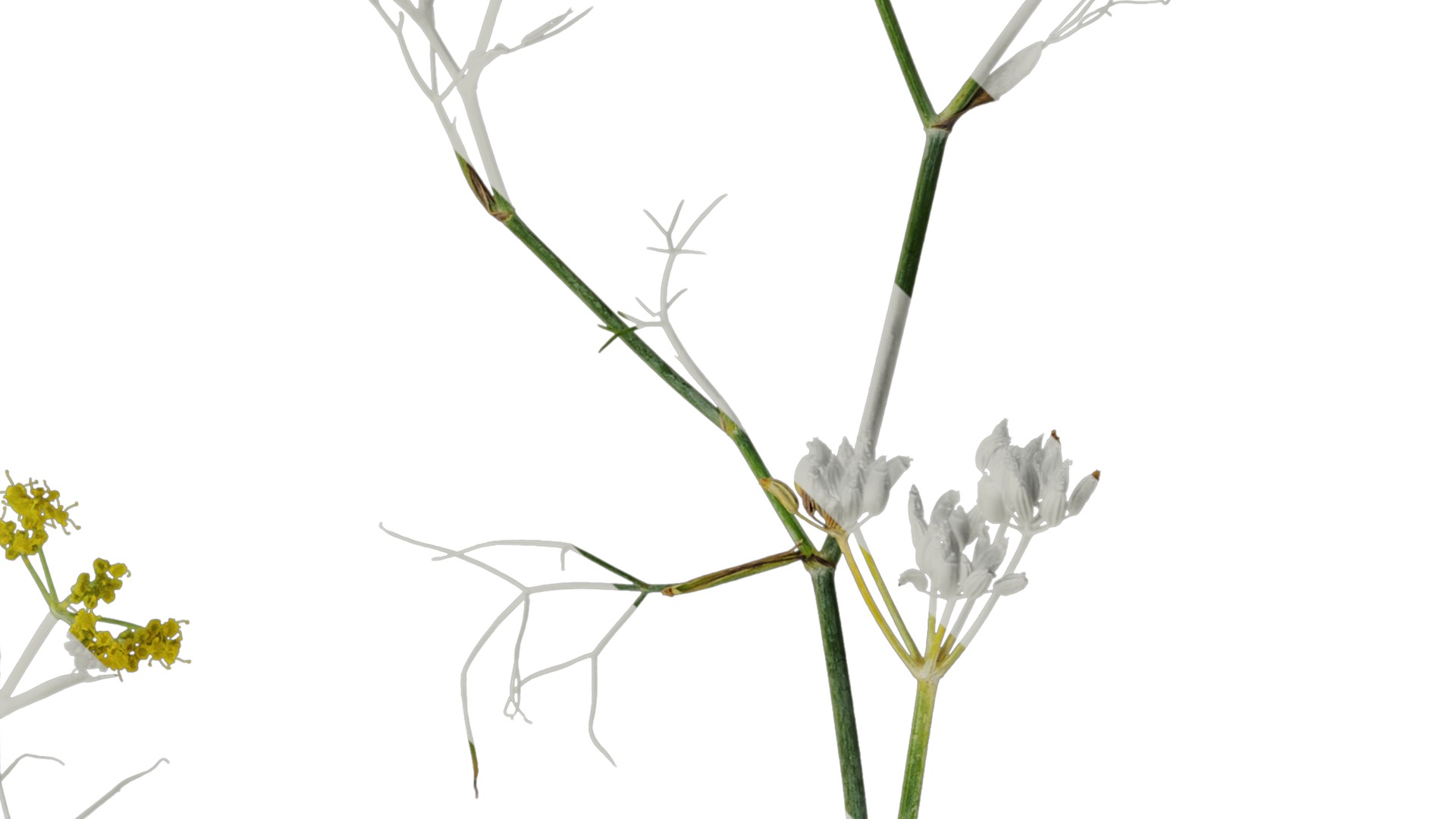 Anydrafts Foeniculum vulgare Atlas 08 Texture_3