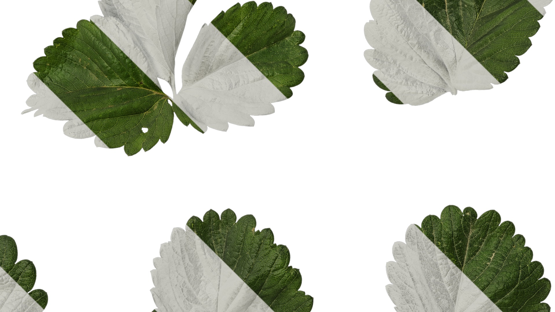 Anydrafts Fragaria x ananassa Atlas 01 Texture_2