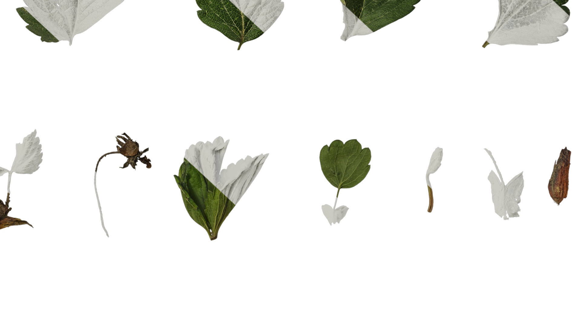 Anydrafts Fragaria x ananassa Atlas 01 Texture_6