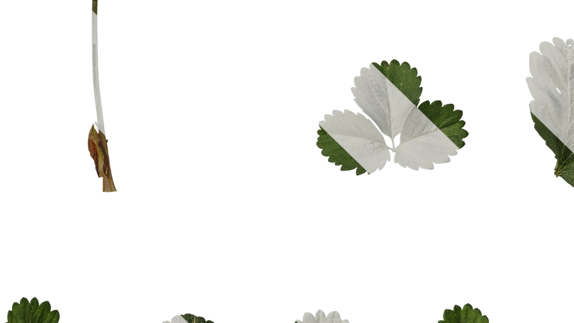 Anydrafts Fragaria x ananassa Atlas 01 Texture_3