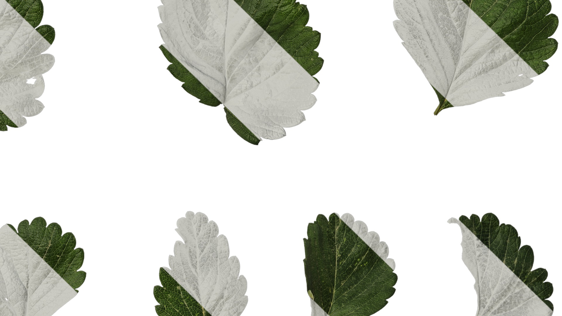 Anydrafts Fragaria x ananassa Atlas 01 Texture_4