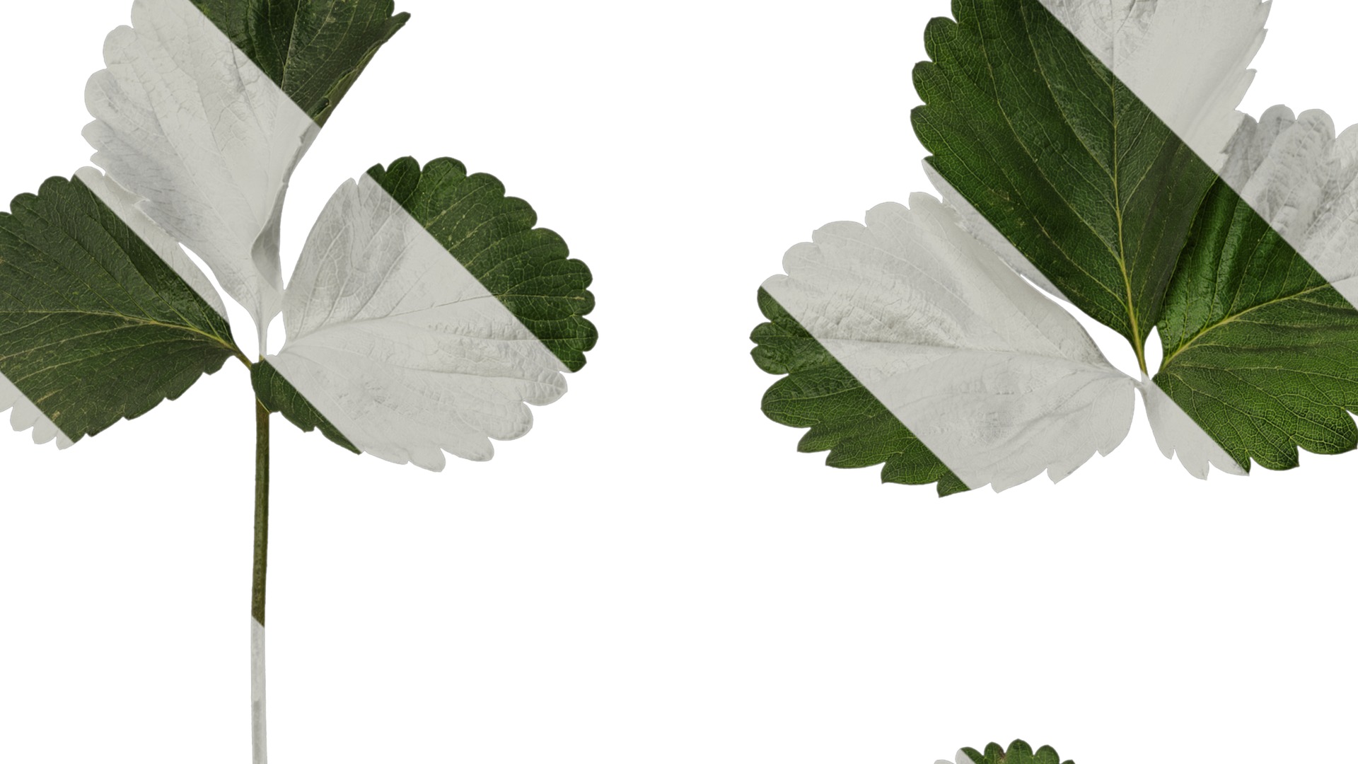 Anydrafts Fragaria x ananassa Atlas 01 Texture_1