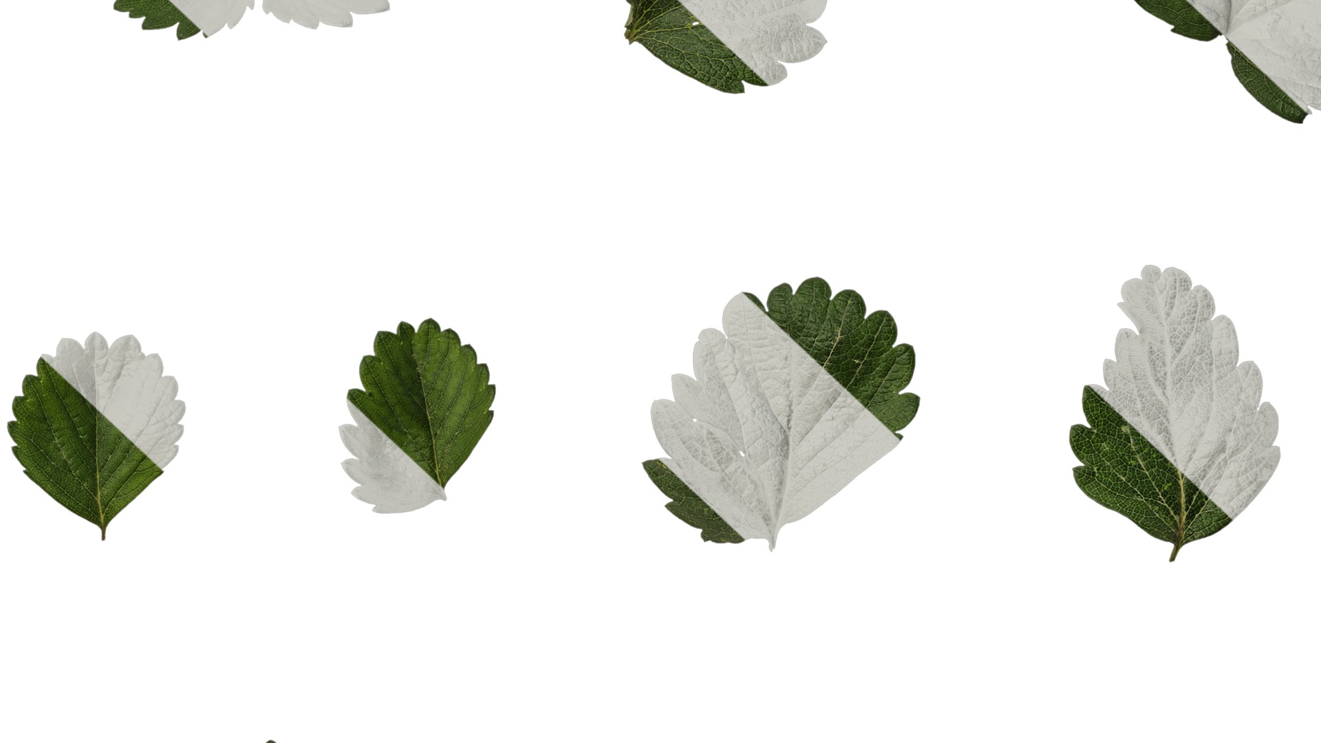 Anydrafts Fragaria x ananassa Atlas 01 Texture_7