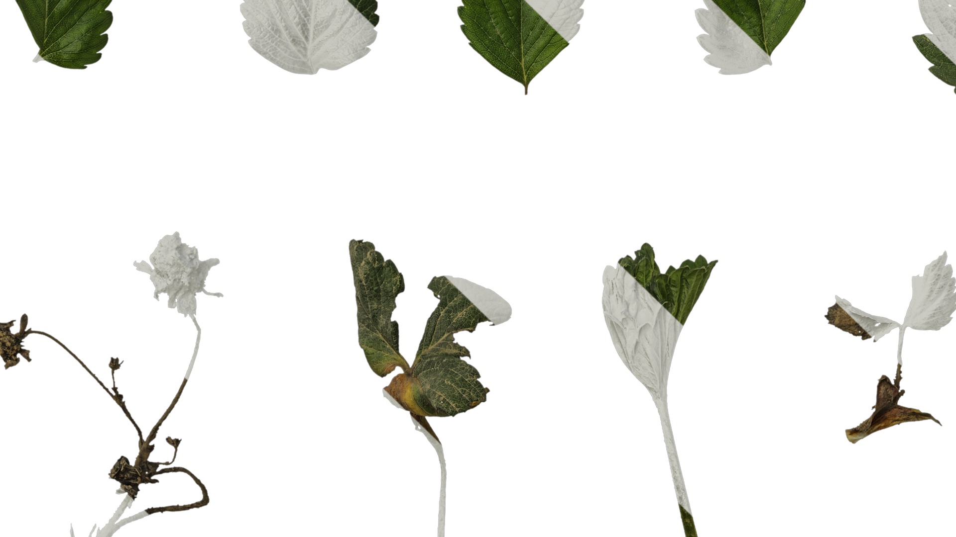 Anydrafts Fragaria x ananassa Atlas 01 Texture_5