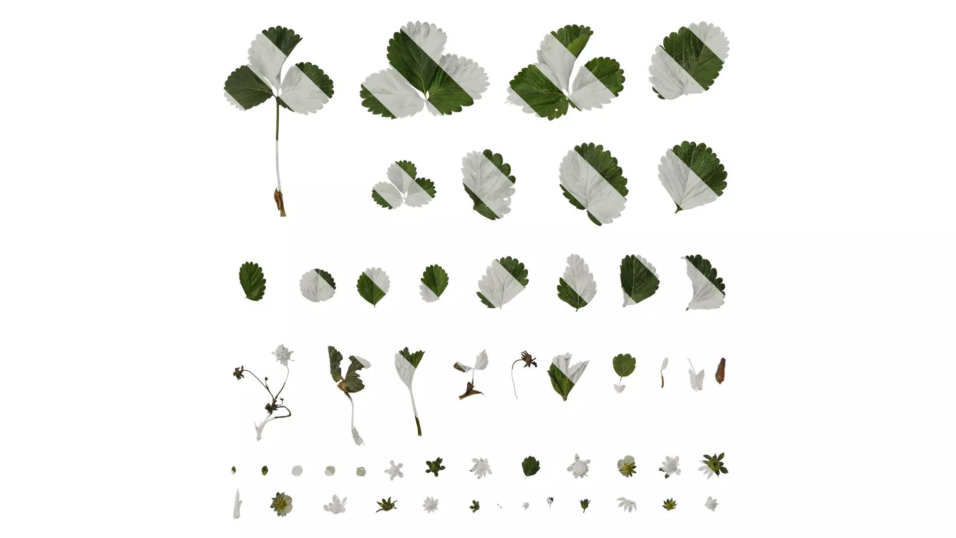 Anydrafts Fragaria x ananassa Atlas 01 Texture_0