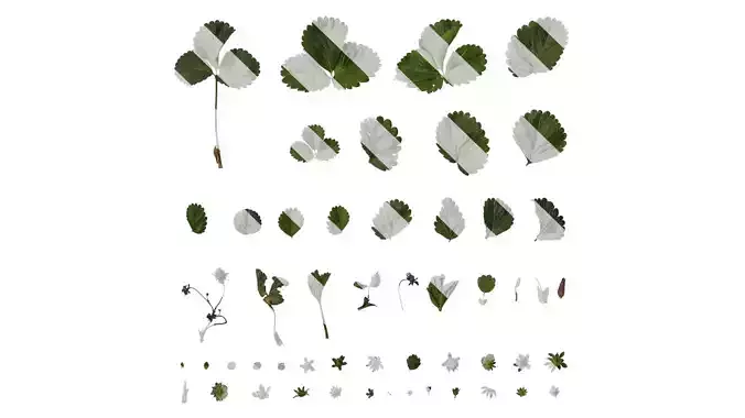 Anydrafts Fragaria x ananassa Atlas 01 Texture Anydrafts Fragaria x ananassa Atlas 01 Texture