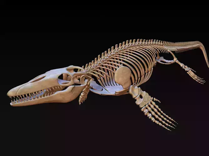 Mosasaurus Skeleton model