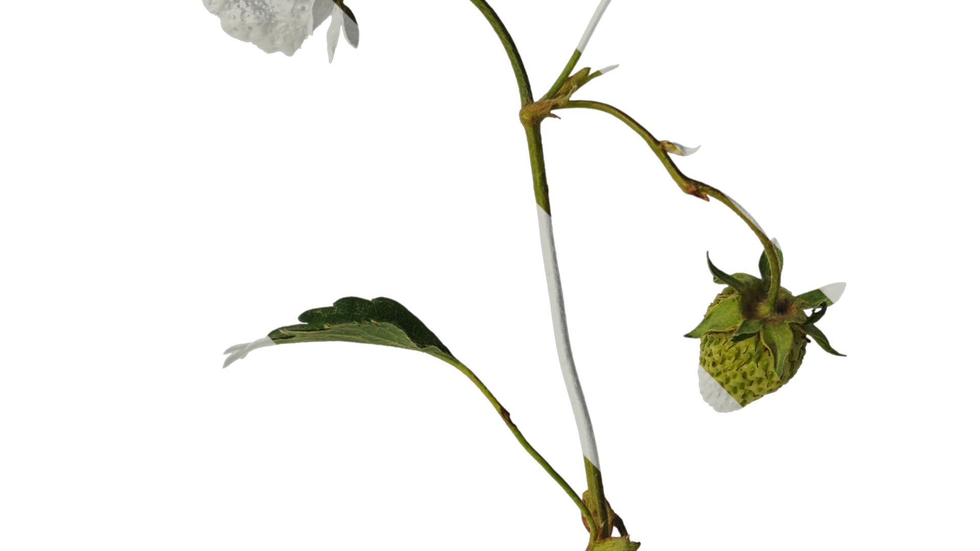 Anydrafts Fragaria x ananassa Atlas 09 Texture_2