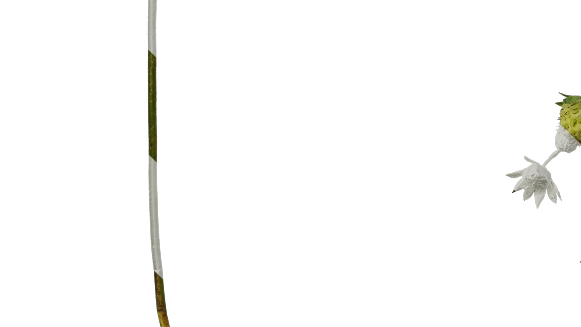 Anydrafts Fragaria x ananassa Atlas 09 Texture_5