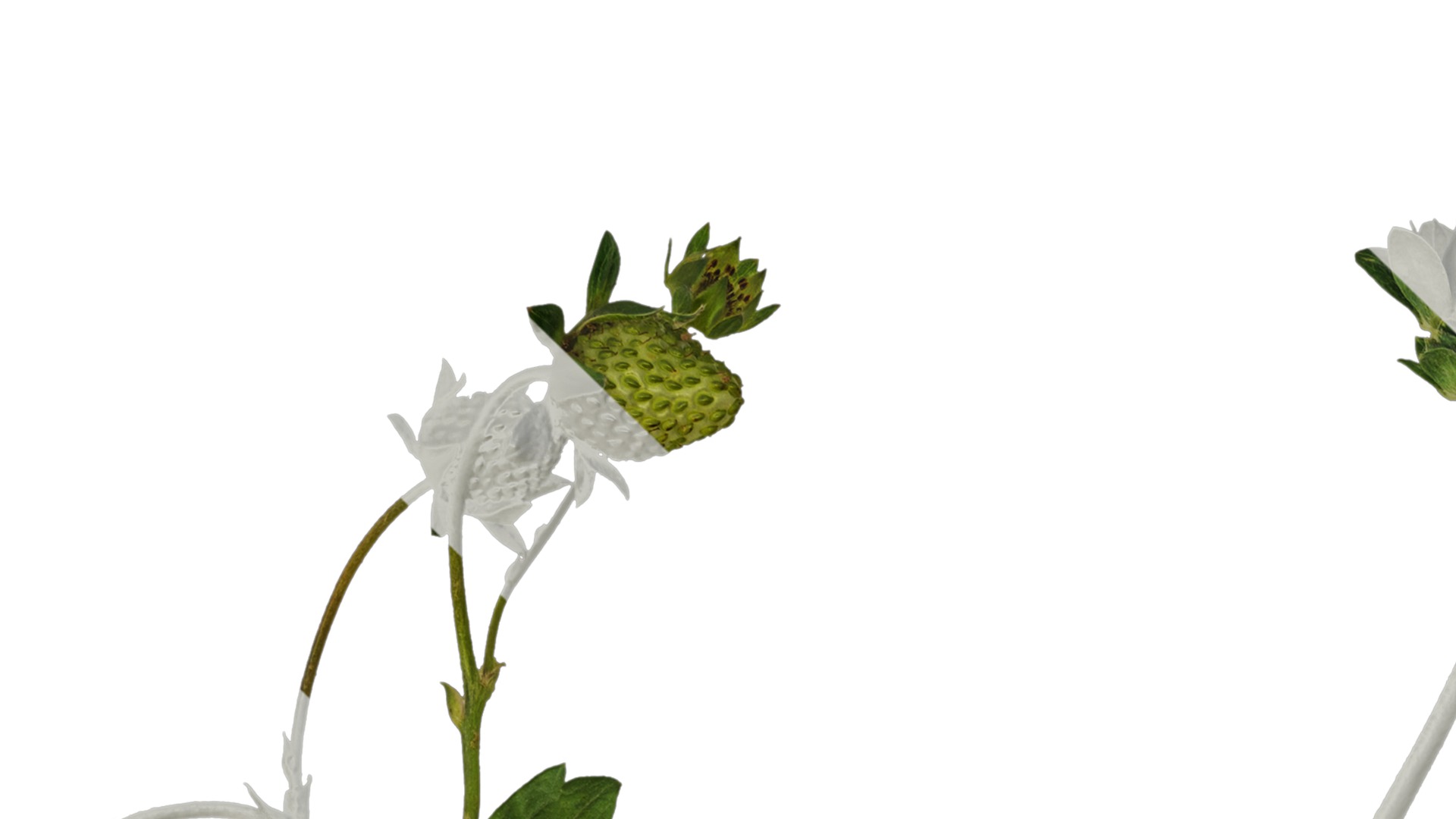 Anydrafts Fragaria x ananassa Atlas 09 Texture_1