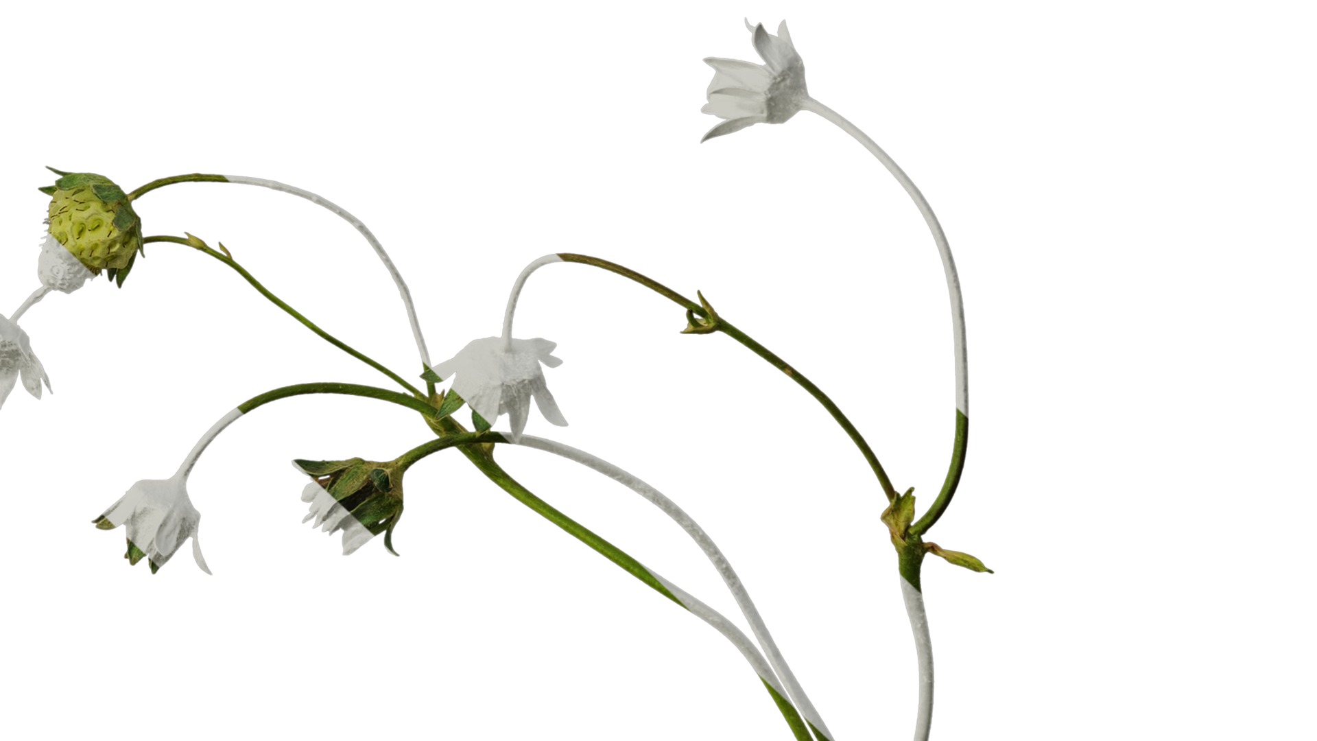 Anydrafts Fragaria x ananassa Atlas 09 Texture_6