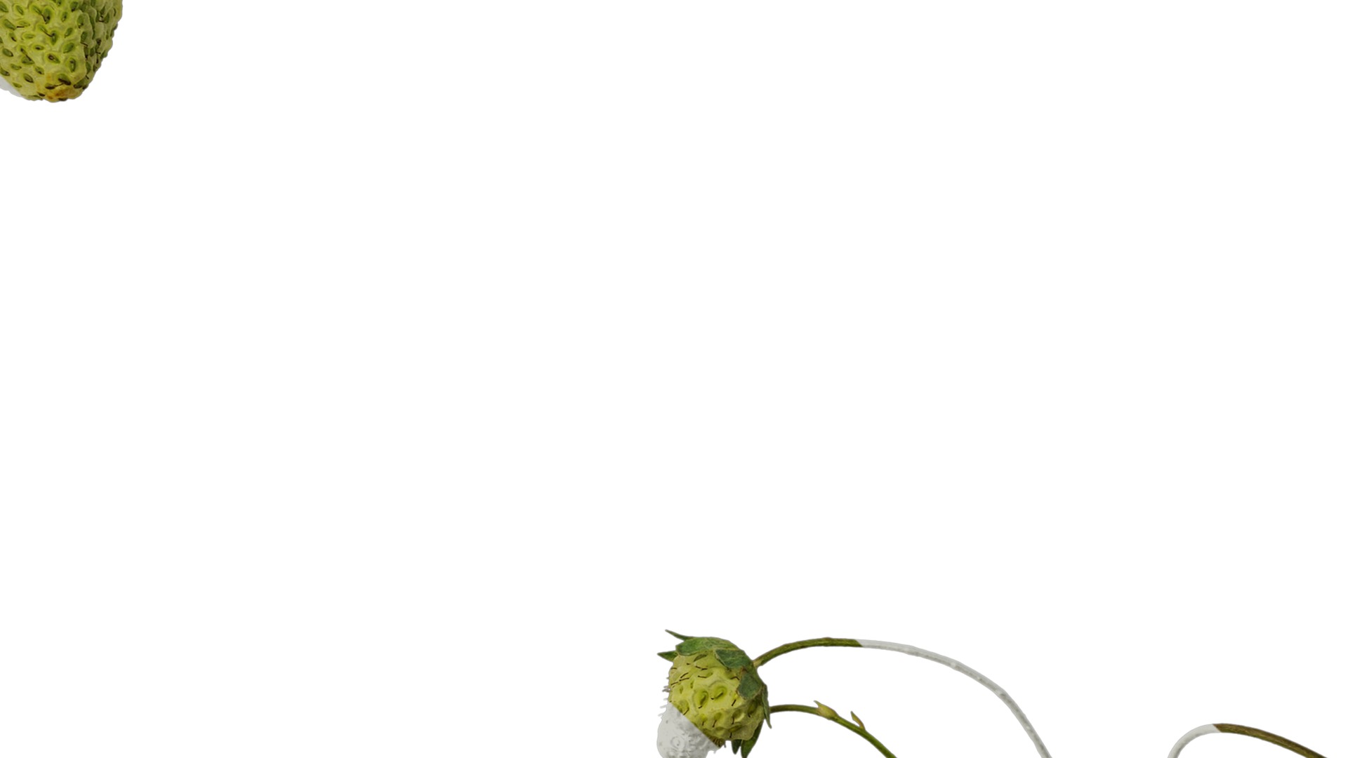 Anydrafts Fragaria x ananassa Atlas 09 Texture_7