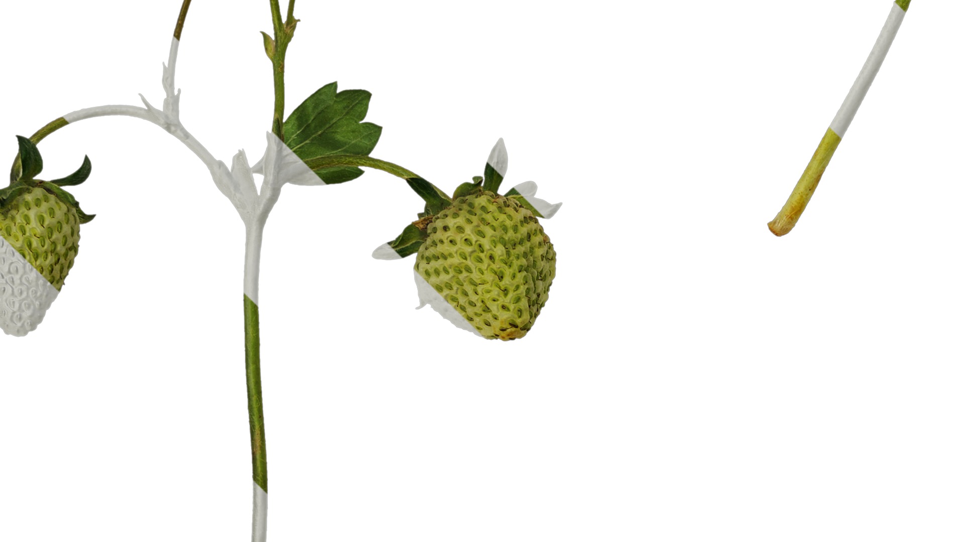 Anydrafts Fragaria x ananassa Atlas 09 Texture_3