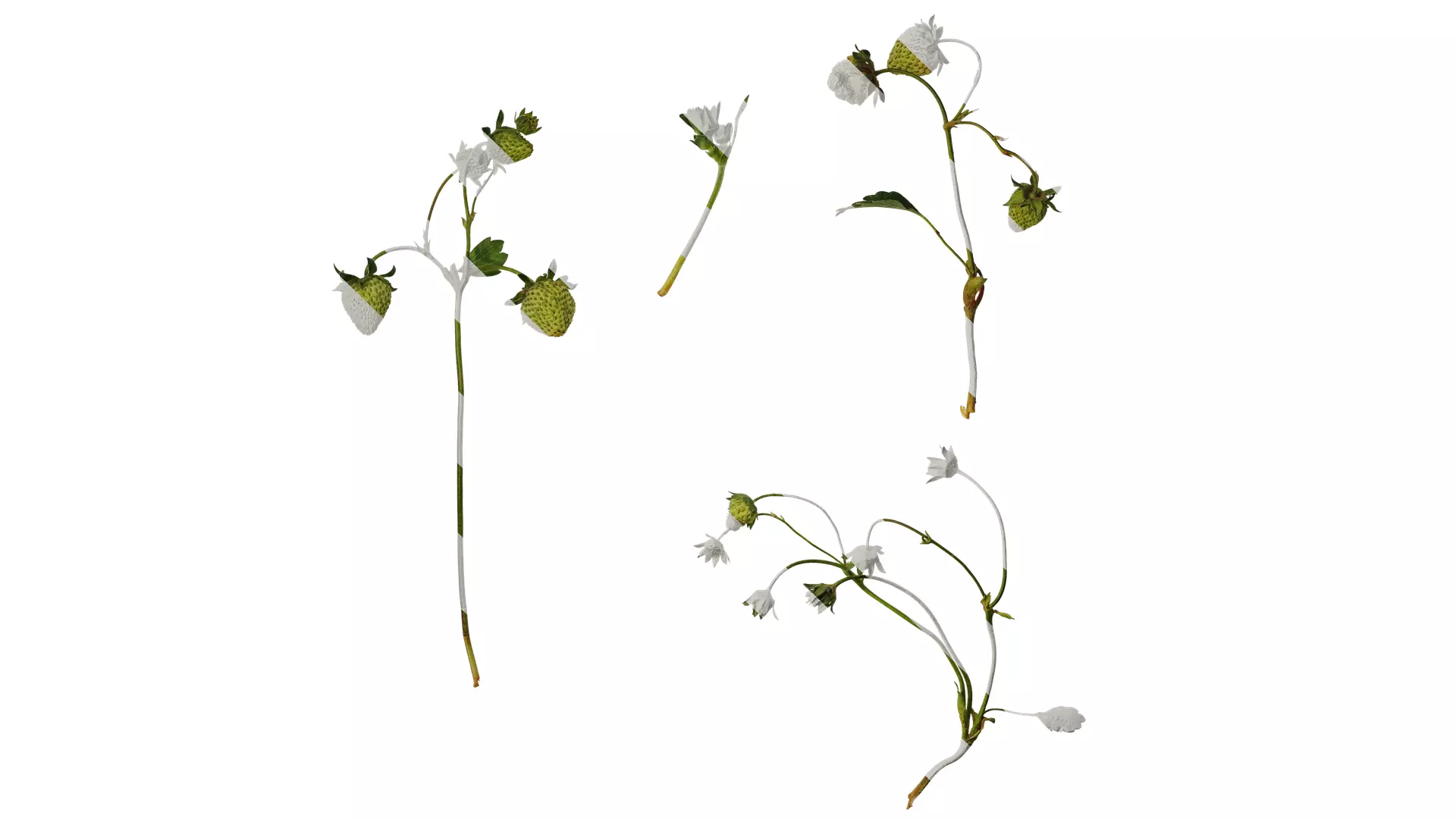 Anydrafts Fragaria x ananassa Atlas 09 Texture_0