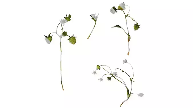 Anydrafts Fragaria x ananassa Atlas 09