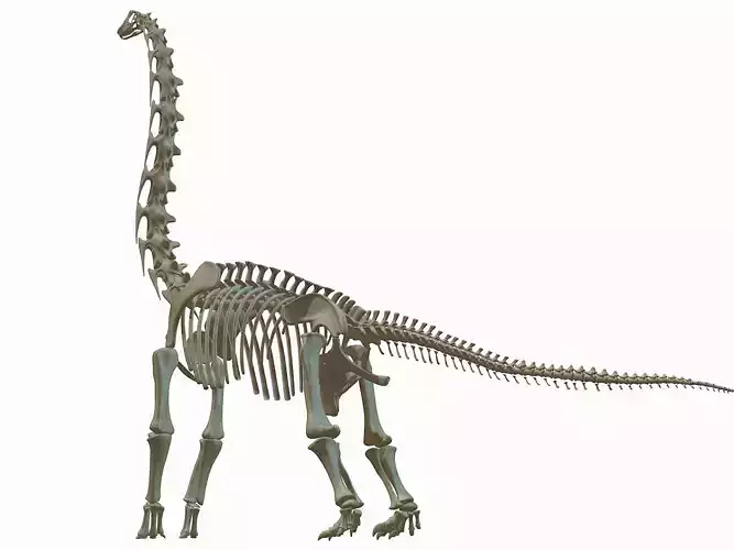Brachiosaurus Skeleton 3D model