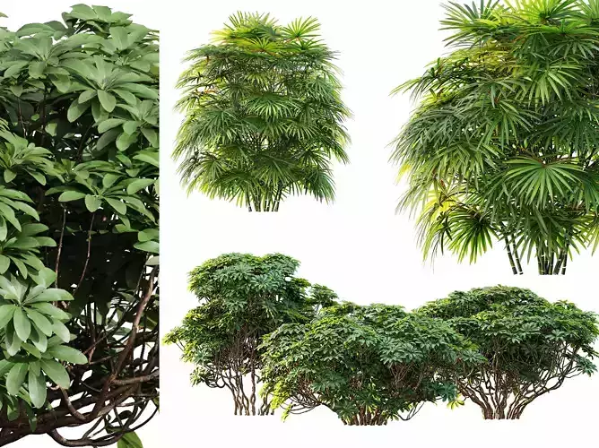 AV 9 different bush Grandiflora and Rhapis Excelsa Bush 3D model