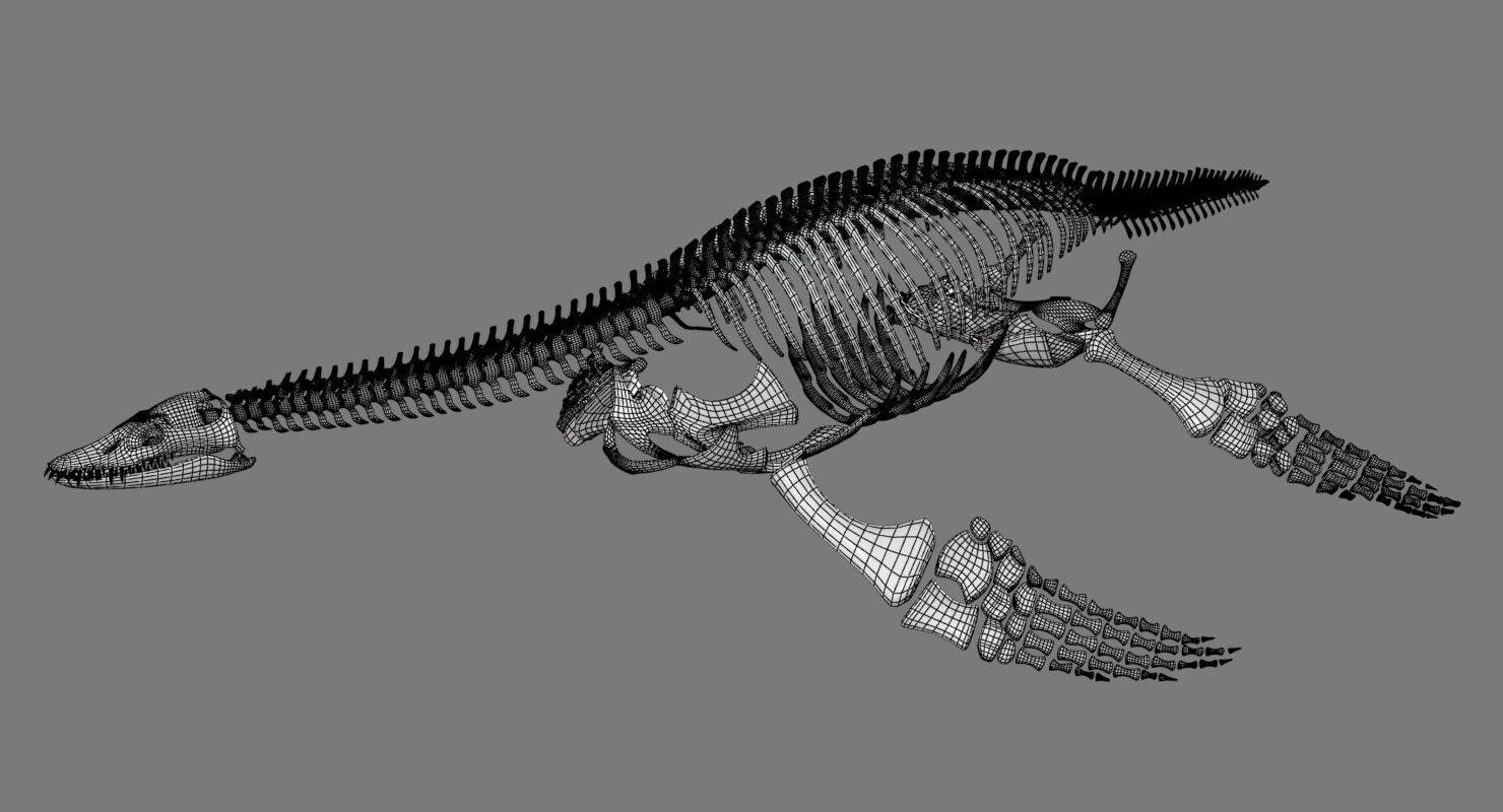 Plesiosaur Skeleton Low-poly 3D model_7