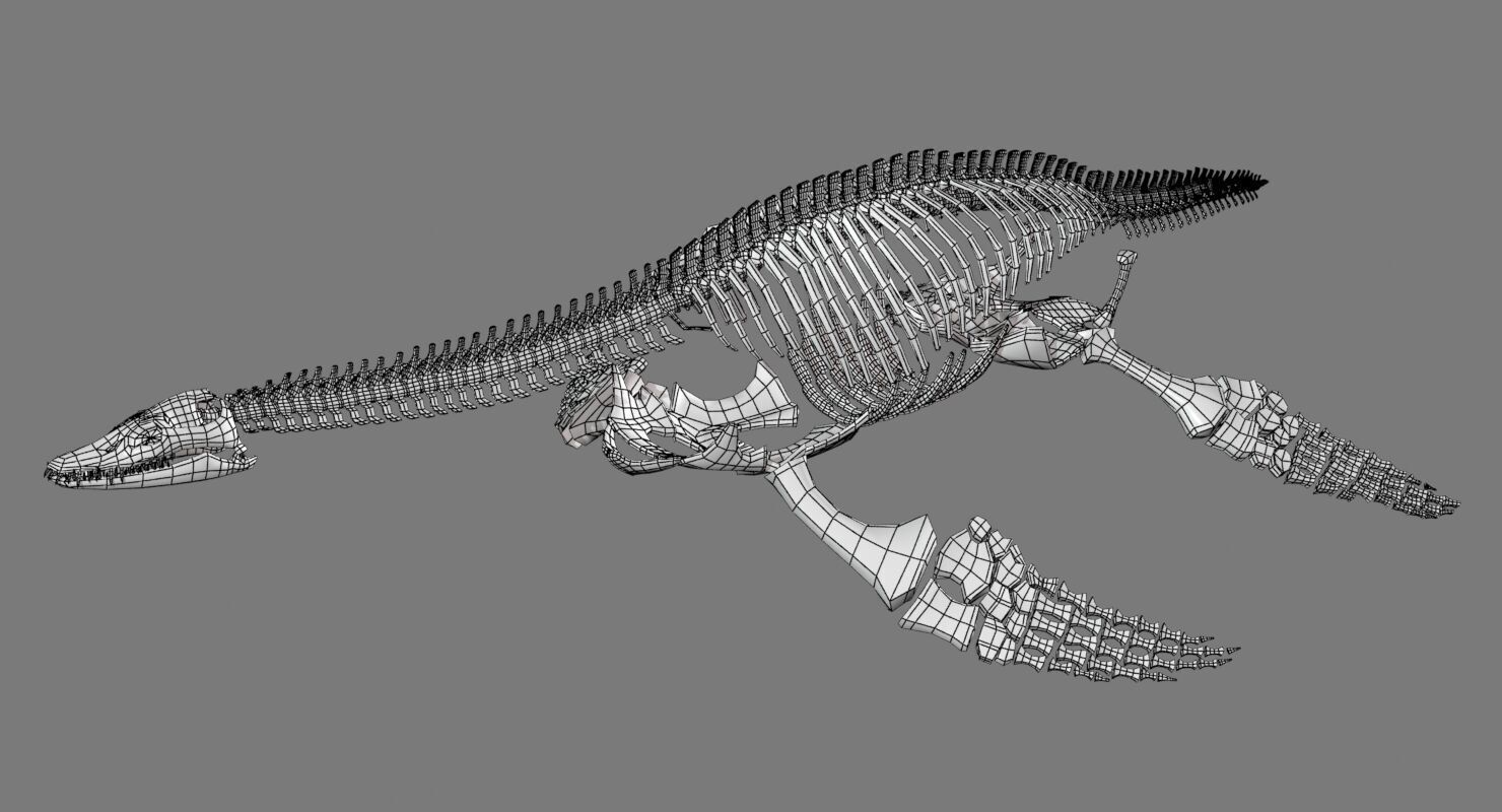 Plesiosaur Skeleton Low-poly 3D model_5