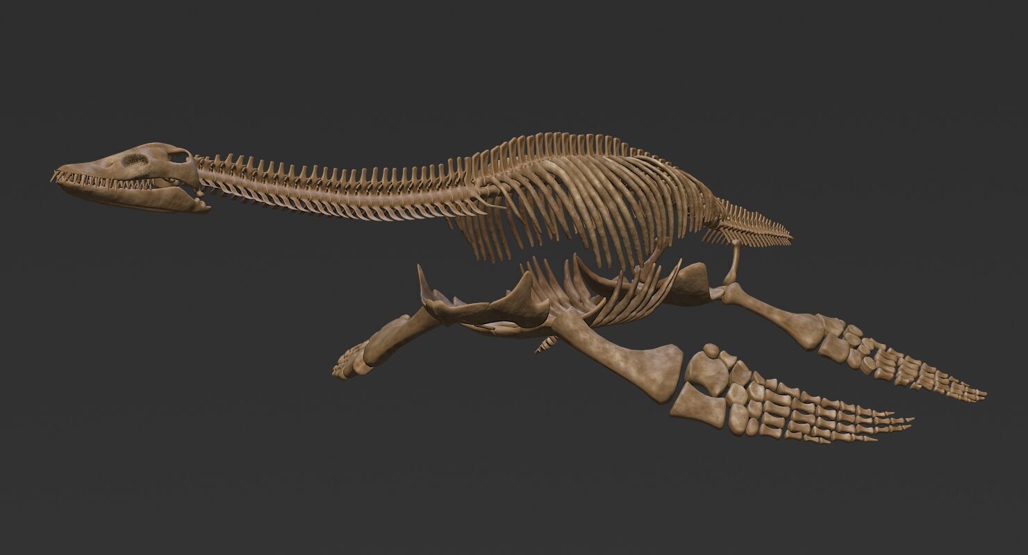 Plesiosaur Skeleton Low-poly 3D model_1