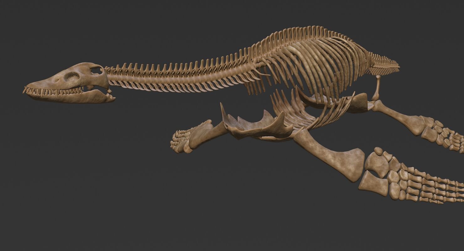 Plesiosaur Skeleton Low-poly 3D model_4
