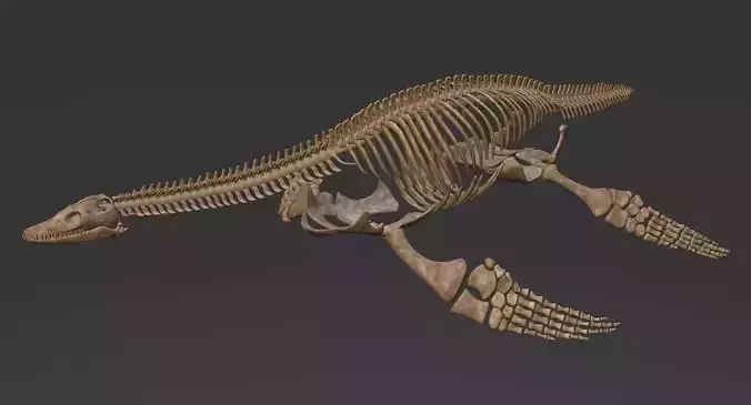 Plesiosaur Skeleton