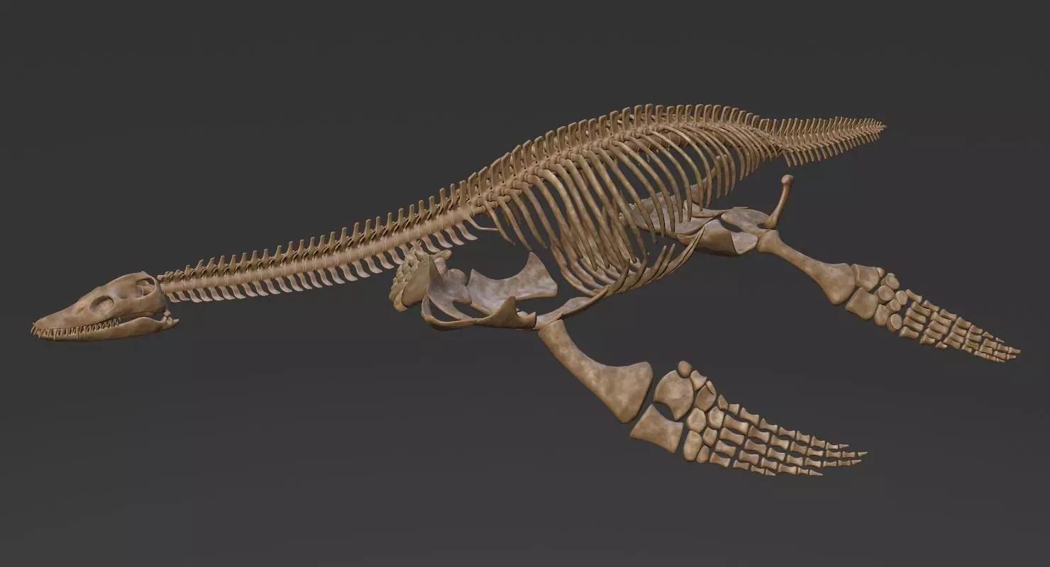 Plesiosaur Skeleton Low-poly 3D model_0