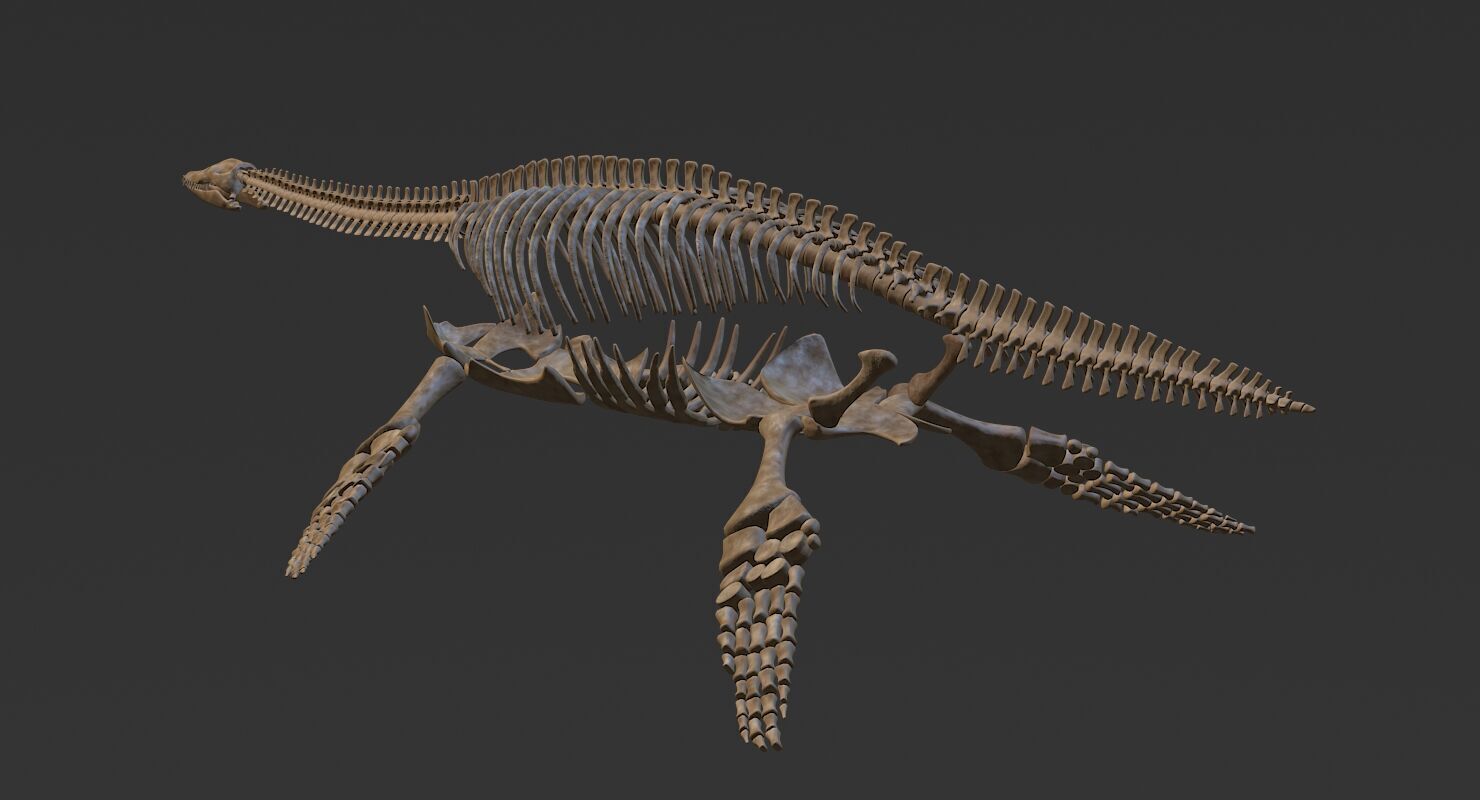 Plesiosaur Skeleton Low-poly 3D model_3