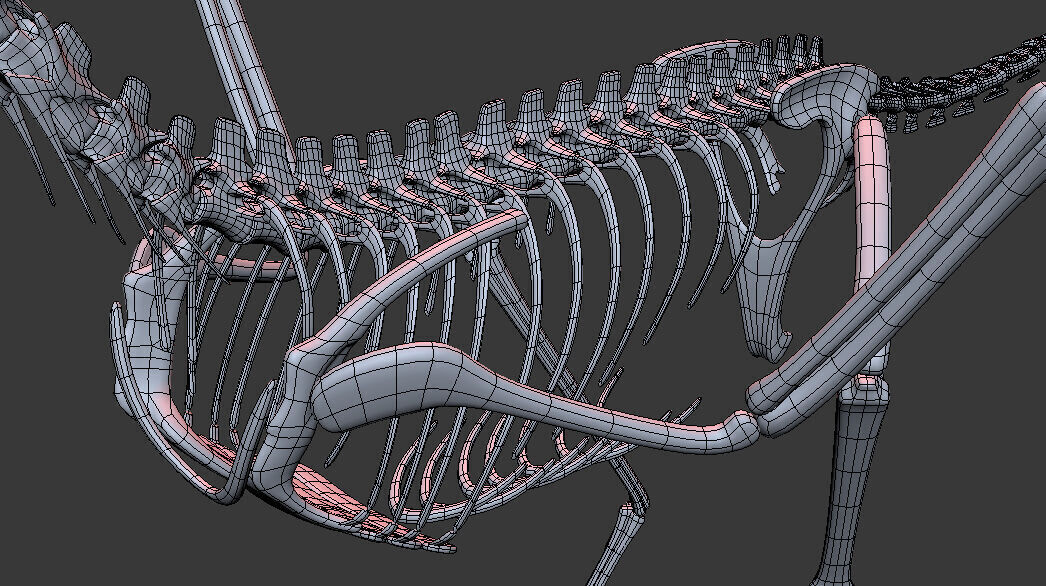 Archaeopteryx Skeleton 3D Low-poly 3D model_7