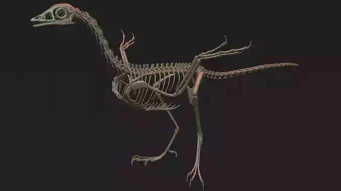 Archaeopteryx Skeleton 3D