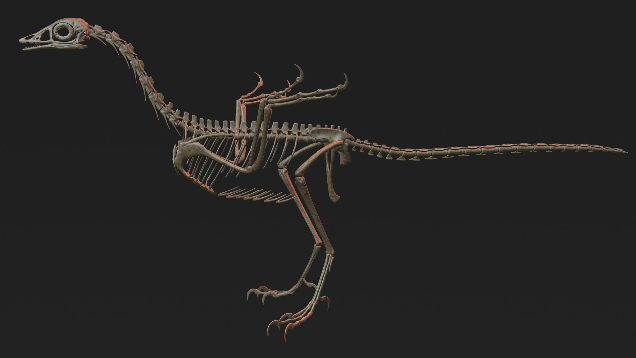 Archaeopteryx Skeleton 3D Low-poly 3D model_1