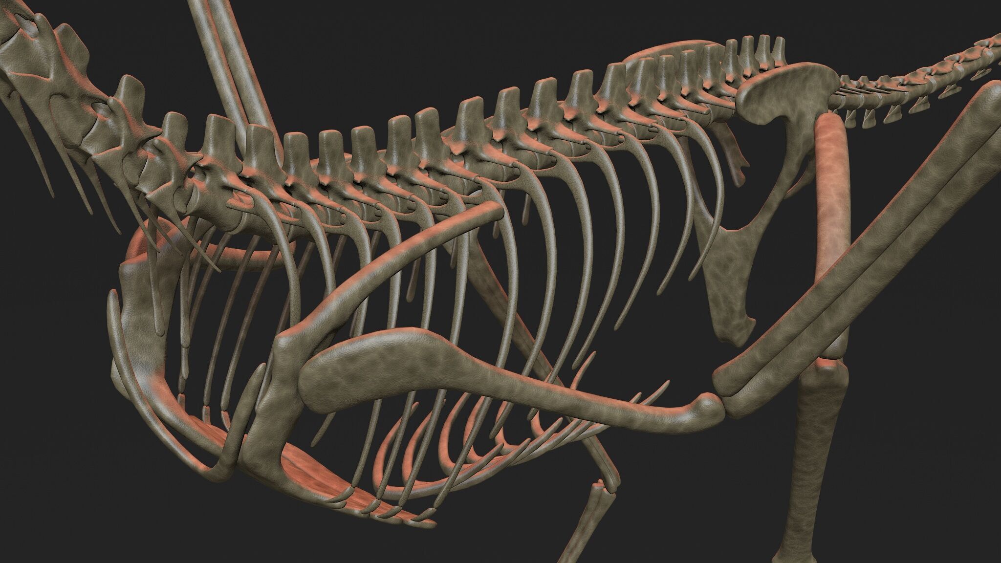 Archaeopteryx Skeleton 3D Low-poly 3D model_8