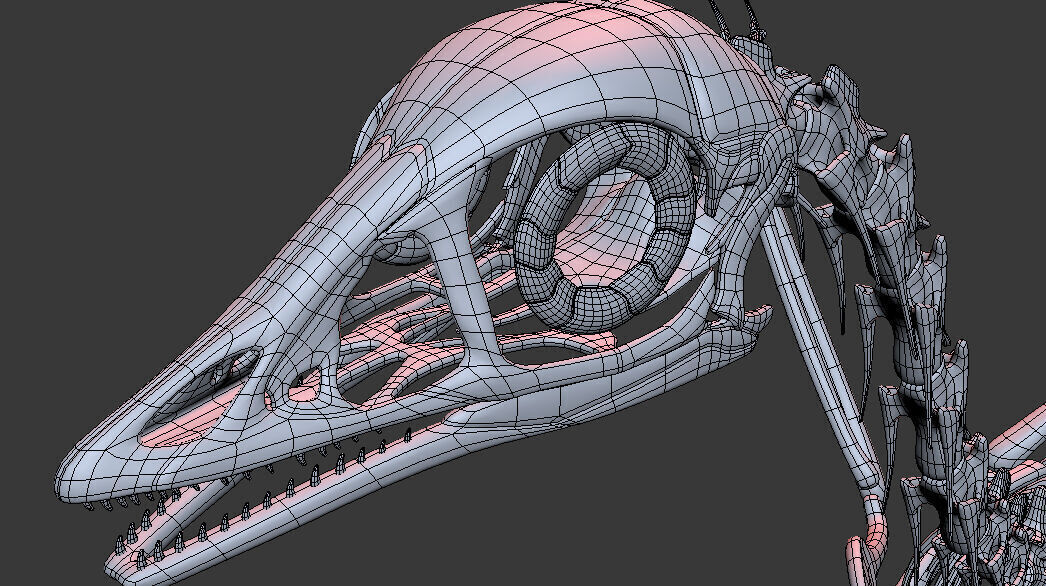 Archaeopteryx Skeleton 3D Low-poly 3D model_6