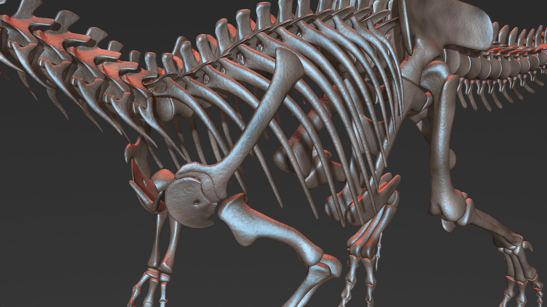 Allosaurus skeleton model Low-poly 3D model_5