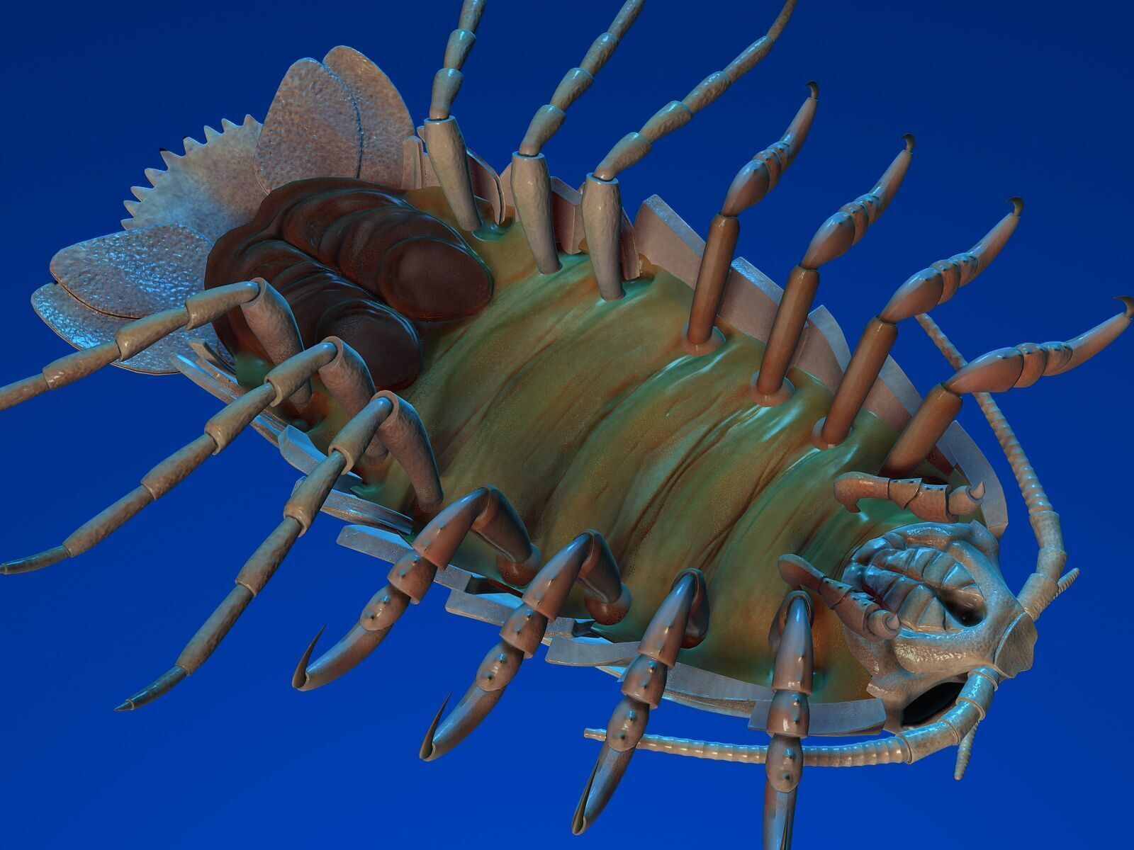 isopod 3D model_3