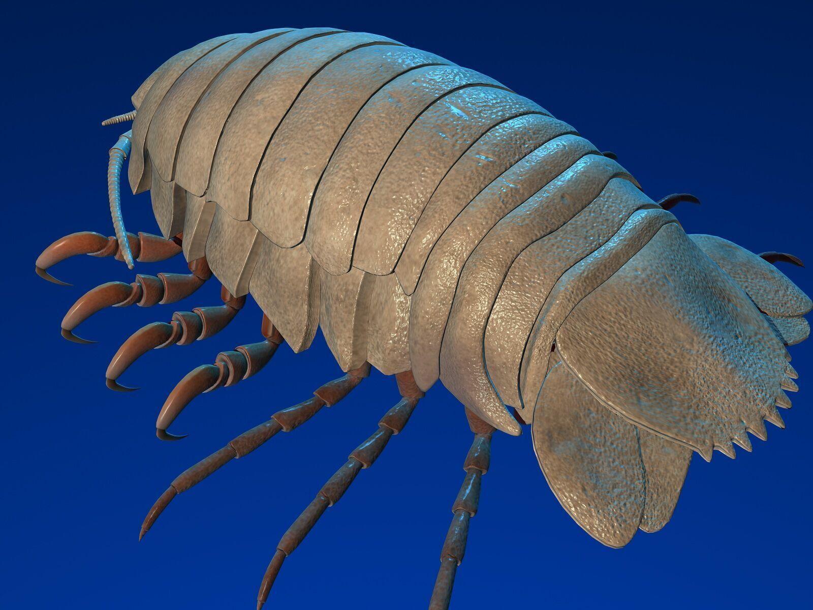 isopod 3D model_1