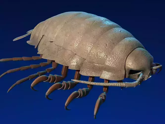 isopod 3D model