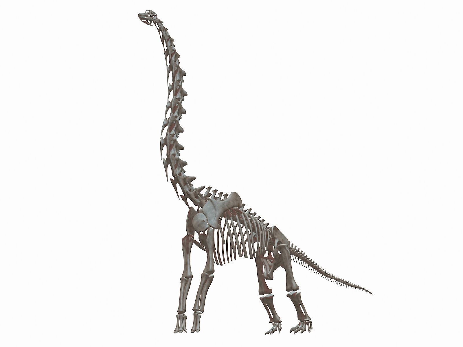 20 in1 Dino skeleton Collection model 3D model_37
