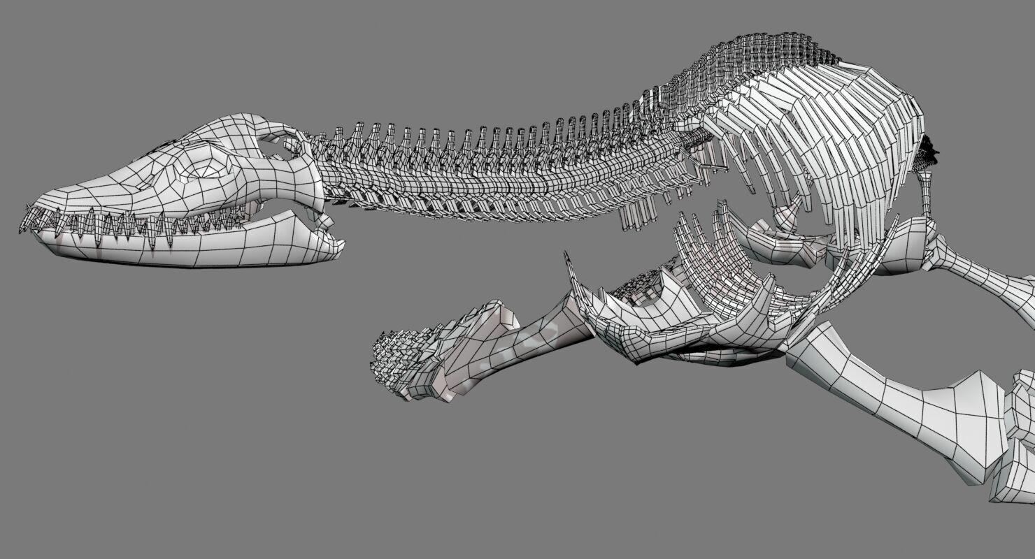 20 in1 Dino skeleton Collection model 3D model_98