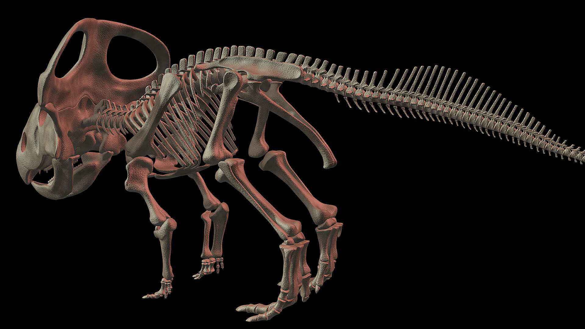 20 in1 Dino skeleton Collection model 3D model_141