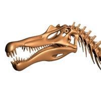20 in1 Dino skeleton Collection model 3D model_52