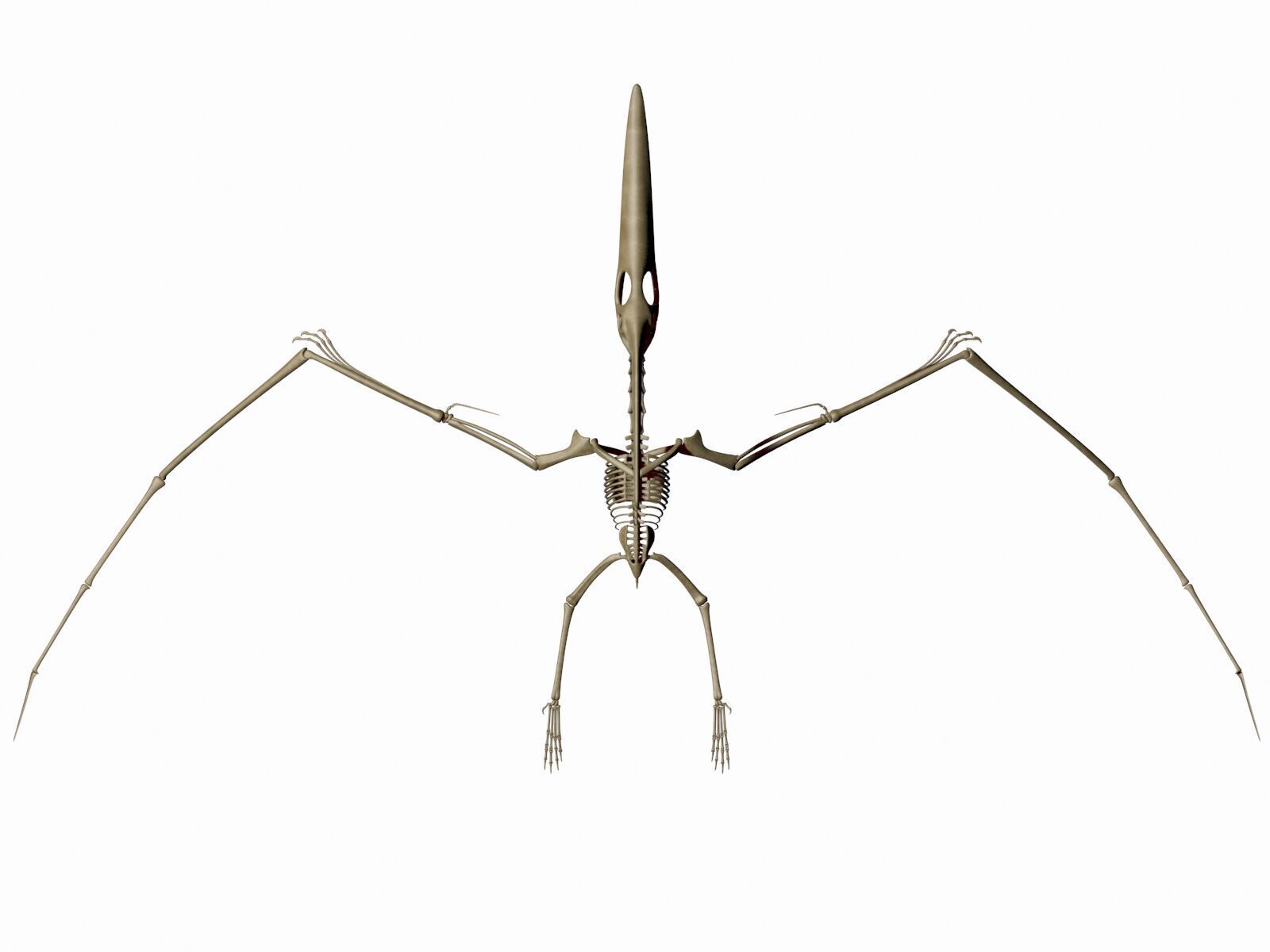 20 in1 Dino skeleton Collection model 3D model_83