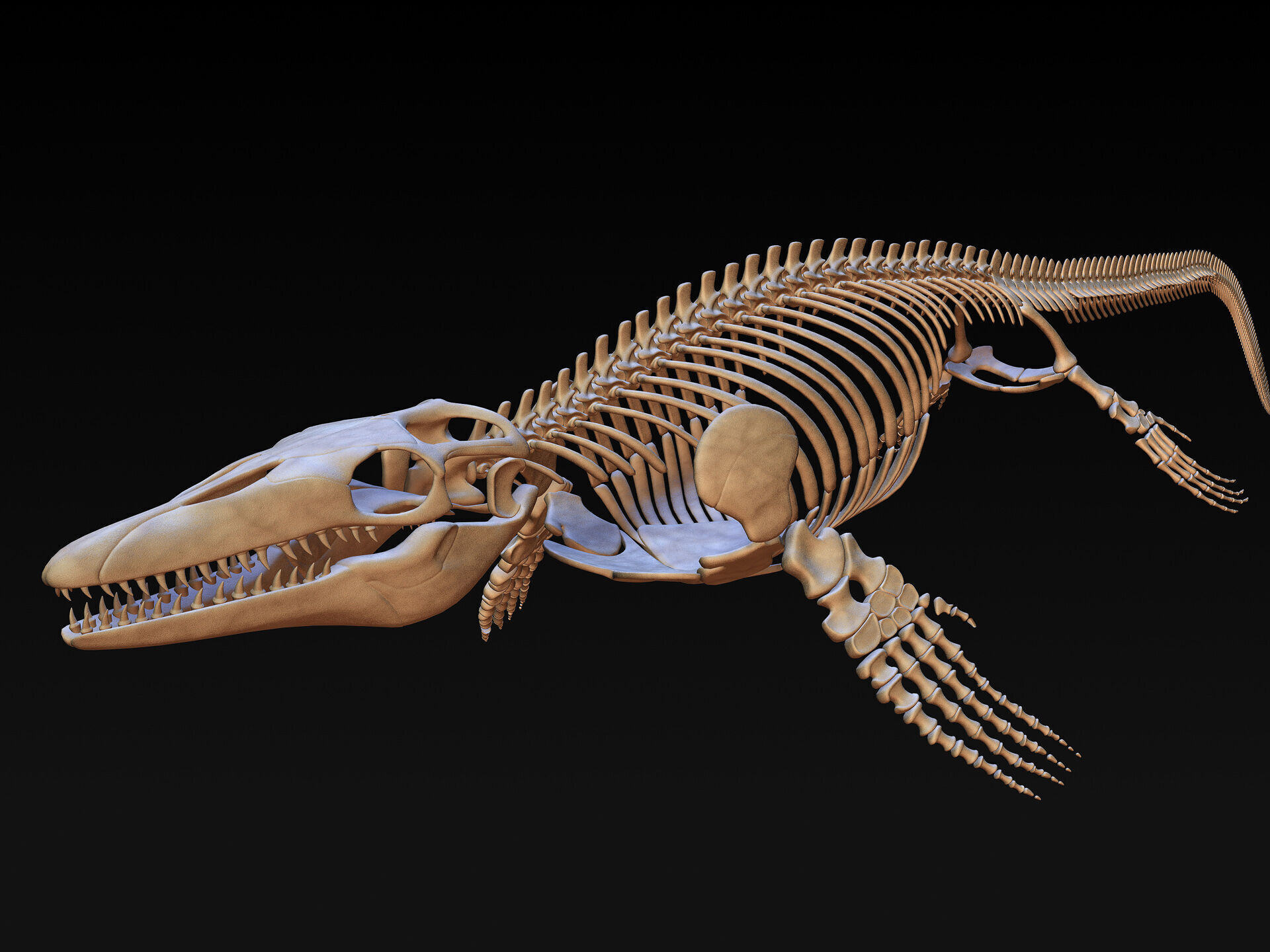 20 in1 Dino skeleton Collection model 3D model_22