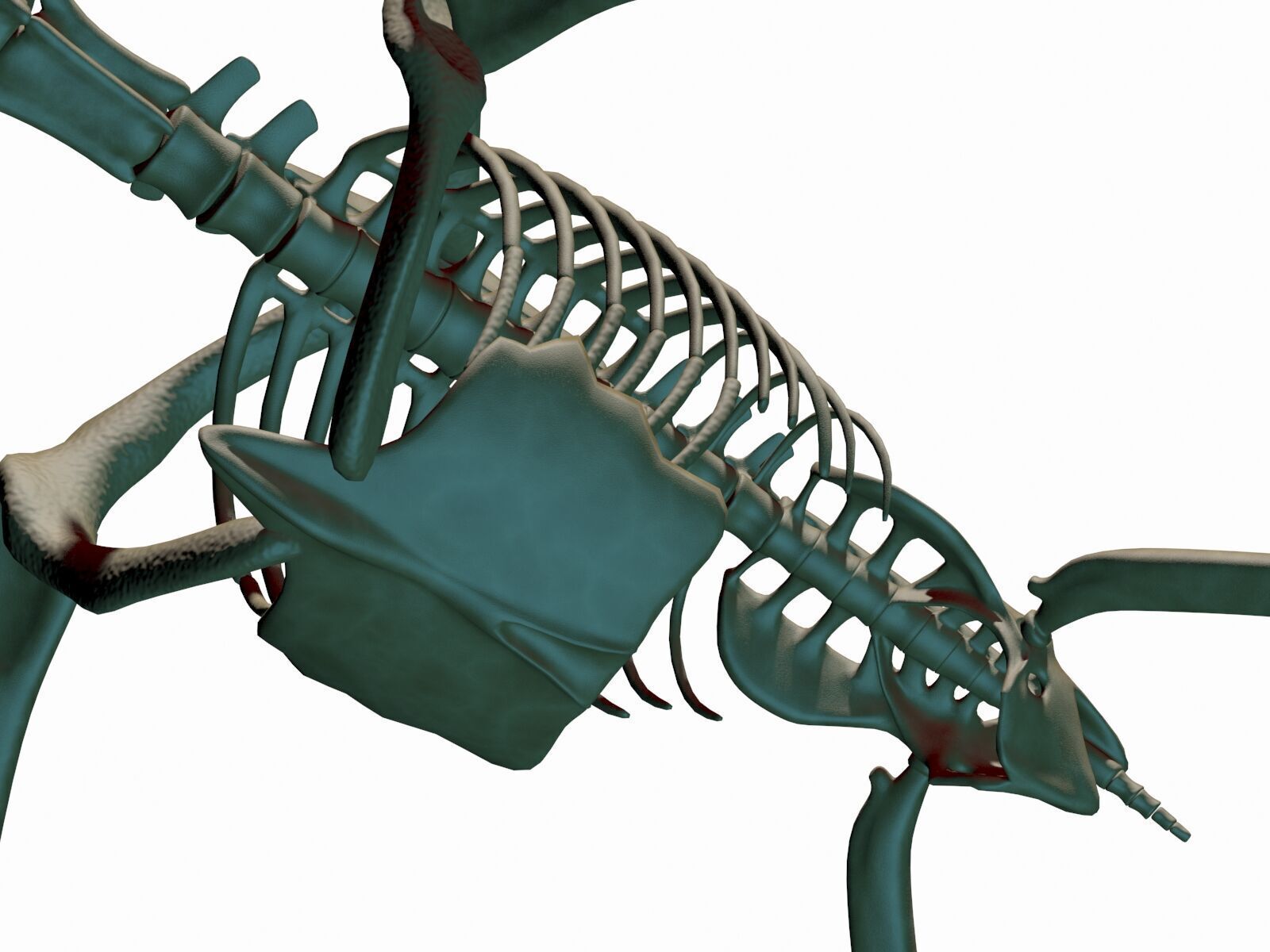 20 in1 Dino skeleton Collection model 3D model_87