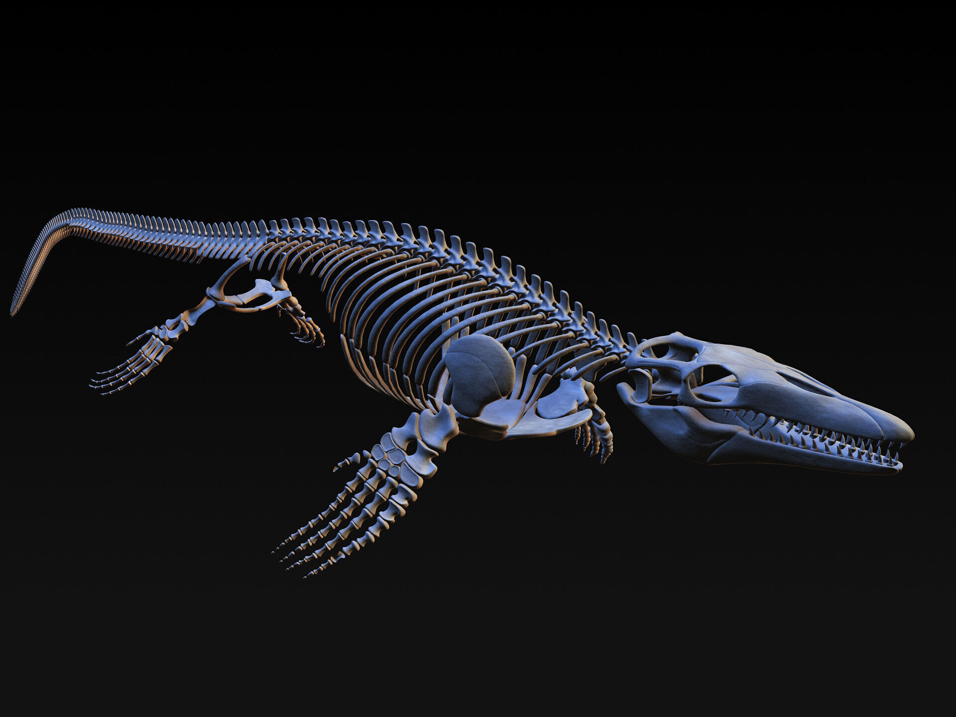 20 in1 Dino skeleton Collection model 3D model_21
