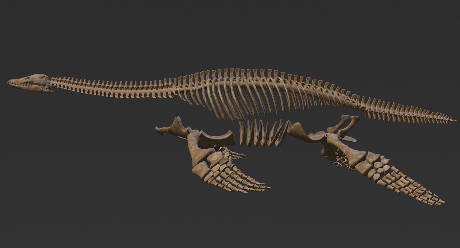 20 in1 Dino skeleton Collection model 3D model_96