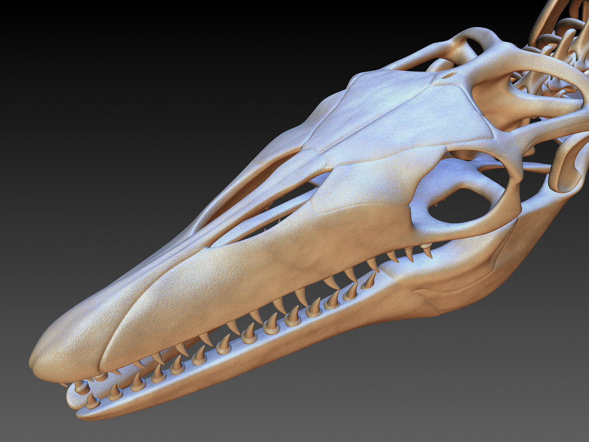 20 in1 Dino skeleton Collection model 3D model_19